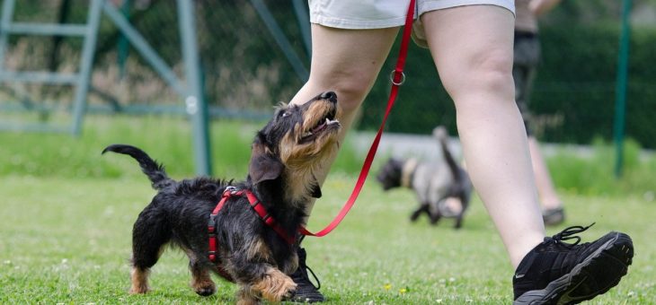 Kann Hundetraining Einfluss auf die Beziehung haben?