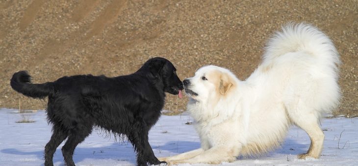 Hunde befolgen beim Spiel die goldenen Regeln der Fairness