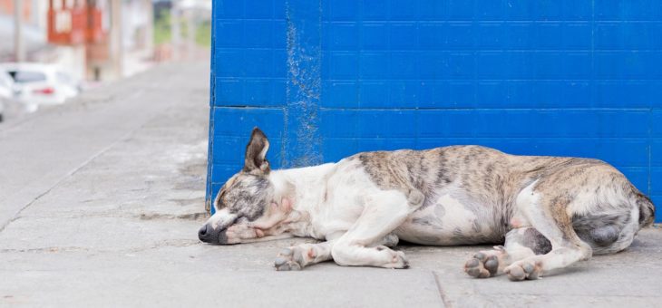 Erbrechen beim Hund: Ursachen und Therapie