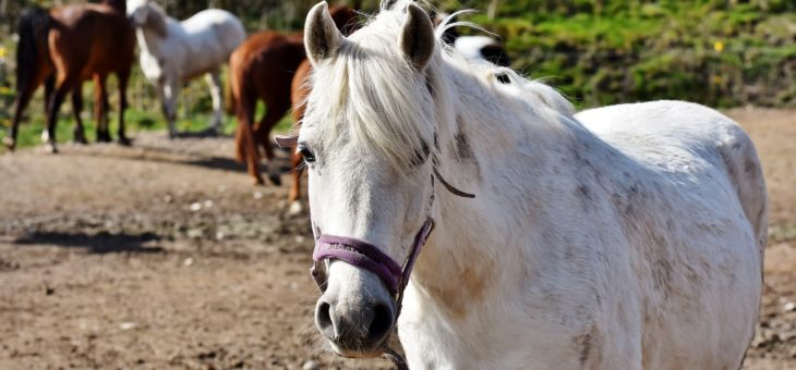 Was brauche ich, um ein Pferd zu halten?