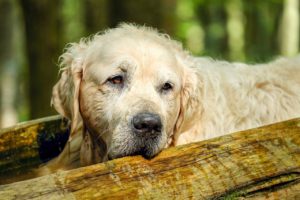 Signale von einem kranken Hund erkennen