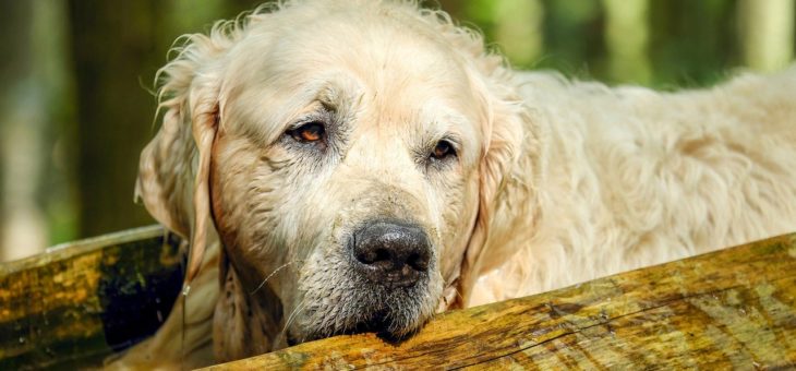 Bei diesen Signalen ist Ihr Hund krank