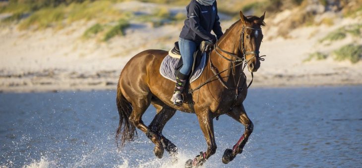 Die gesundheitlichen Vorteile des Reitens