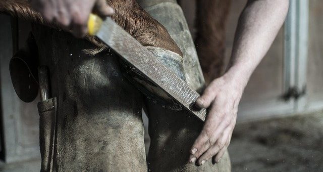 Tierische Arbeitsplätze: Jobs und Berufe mit Tieren