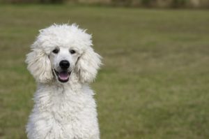 Der Pudel gilt als optimaler Hund für Allergiker