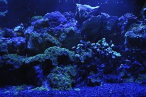 Salzwasseraquarium mit Korallen