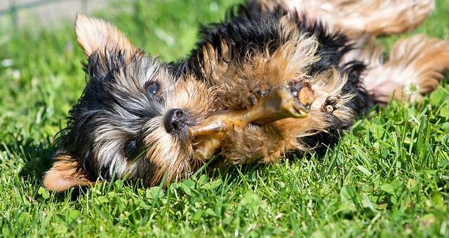 So erkennen Sie hochwertiges Trockenfutter für Hunde