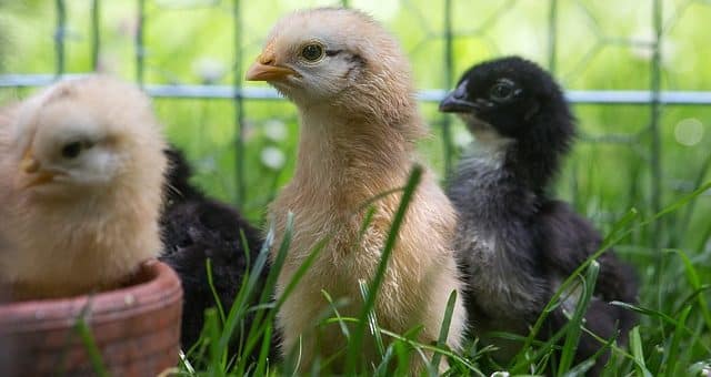 Die Vorteile von hochwertigem Tierfutter für unsere Haustiere