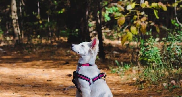 Was sind die besten Tricks, um große Hunde von Geburt an zu erziehen?