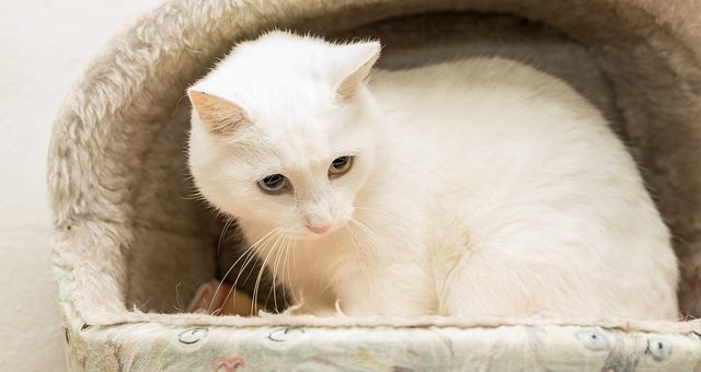 Katzenhöhle: Ein kuscheliges Zuhause für deine Katze!