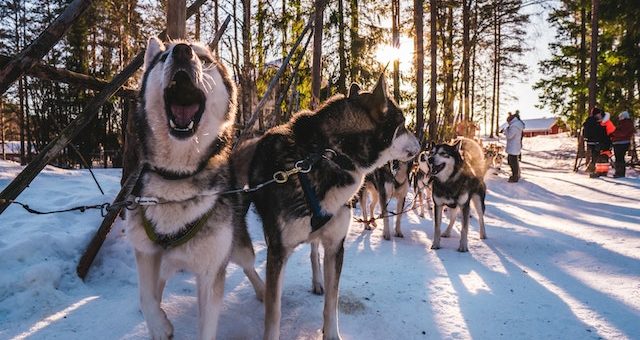 Mythos entlarvt: Rassehunde sind nicht anfälliger für Krankheiten als Mischlinge