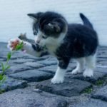 cat, flower, kitten