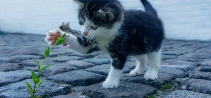 Katzenliebhaber aufgepasst: Was Sie über diese mysteriösen Fellknäuel unbedingt wissen sollten