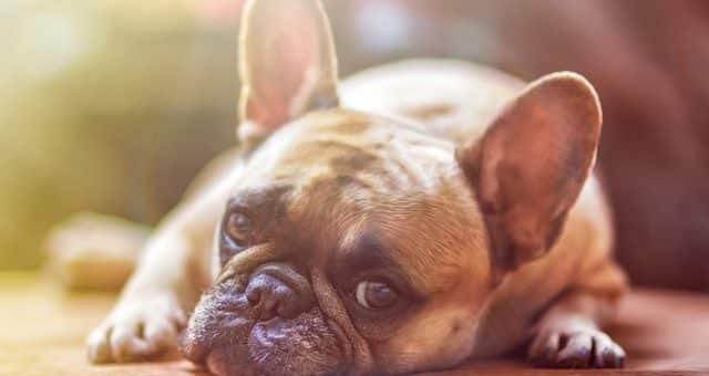 Vom Klassiker bis zur Seltenheit: Hundekrankheiten im Überblick – lernen Sie die Symptome kennen