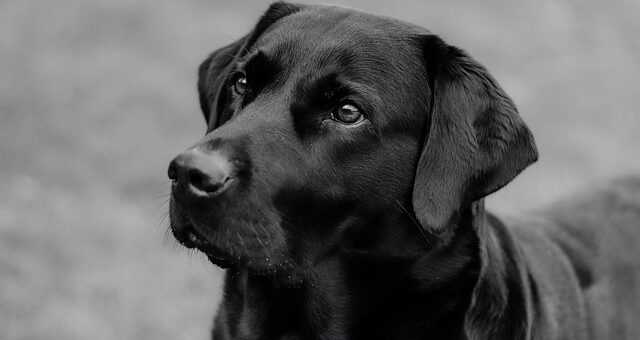 Rassespezifisches Fütterung: Darauf sollte man bei Hundefutter für verschiedene Rassen achten